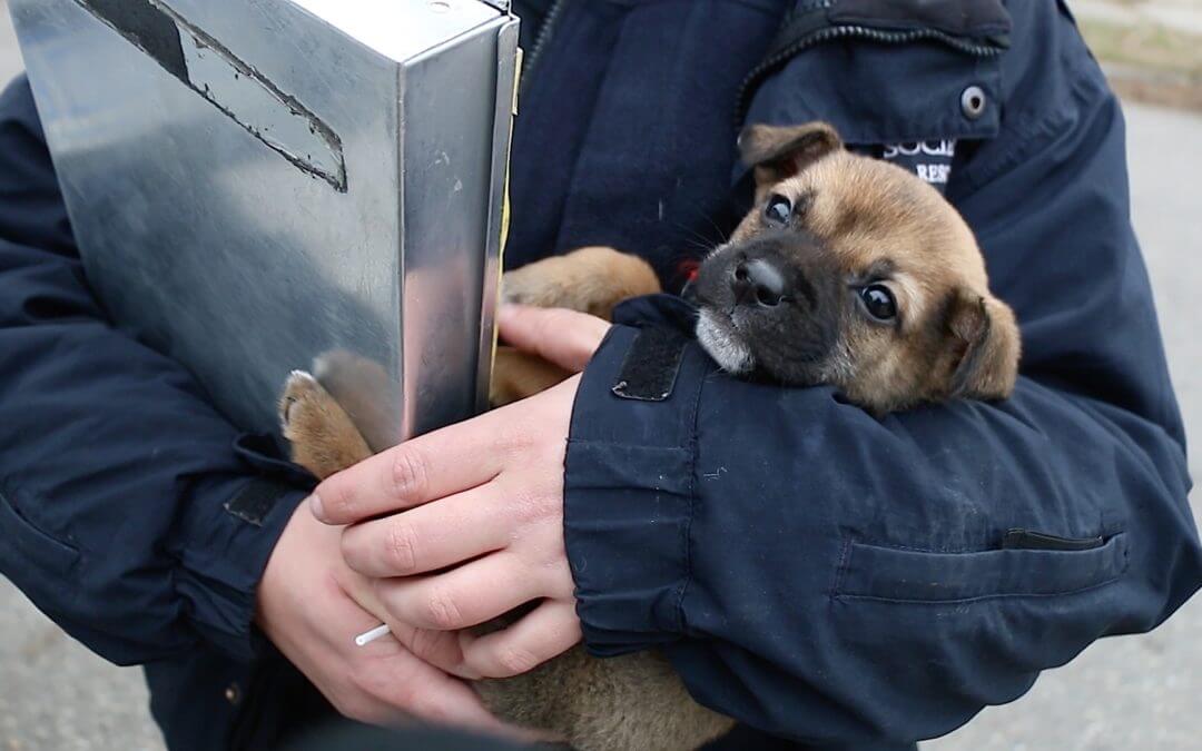 Don’t Eliminate Animal Control