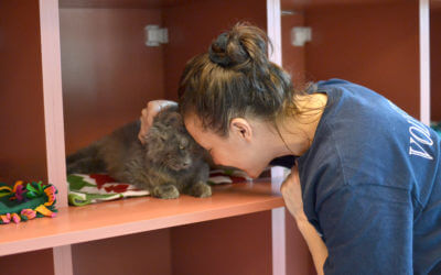 Advocating During the COVID-19 Pandemic