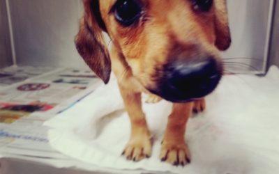 Hurricane Florence: Pet Safety Tips From Purina