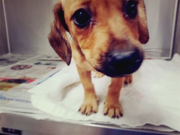 Hurricane Florence: Pet Safety Tips From Purina