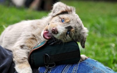 Chewing and Destructive Behavior in Dogs