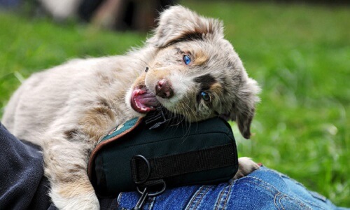 Chewing and Destructive Behavior in Dogs