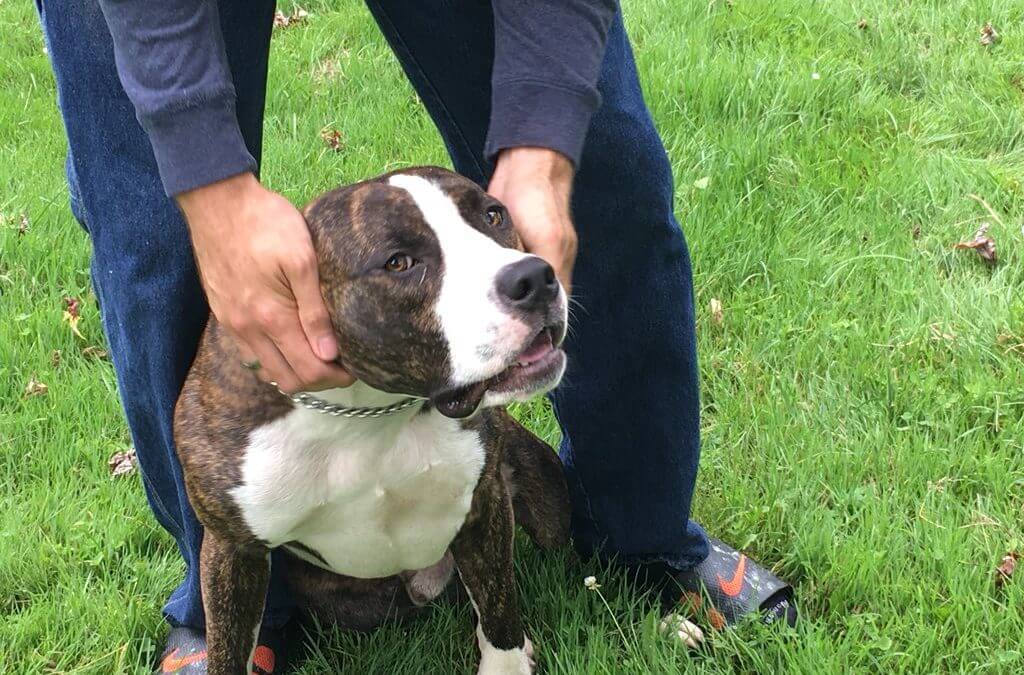 Missing Michigan Child Found Safe by Police Thanks to Family Dog