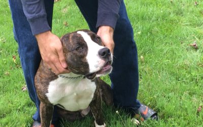 Missing Michigan Child Found Safe by Police Thanks to Family Dog