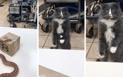 Cat Sees Snake for the First Time and Can’t Comprehend