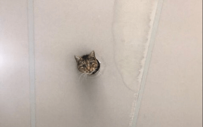 Cat Poking Head Through Ceiling is Watching You