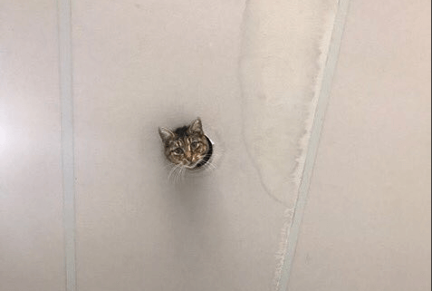 Cat Poking Head Through Ceiling is Watching You
