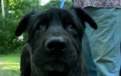 Dog Rescued After Falling 20 Feet Into Creek