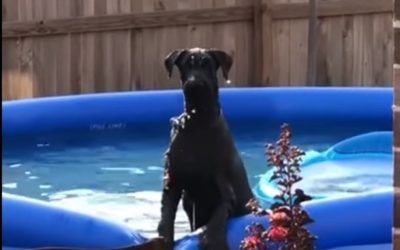 Dog Gets Caught Swimming in Backyard Pool