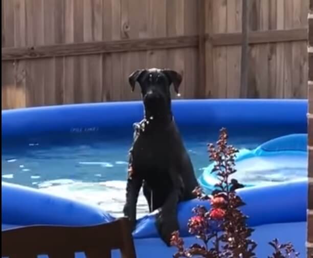 Dog Gets Caught Swimming in Backyard Pool