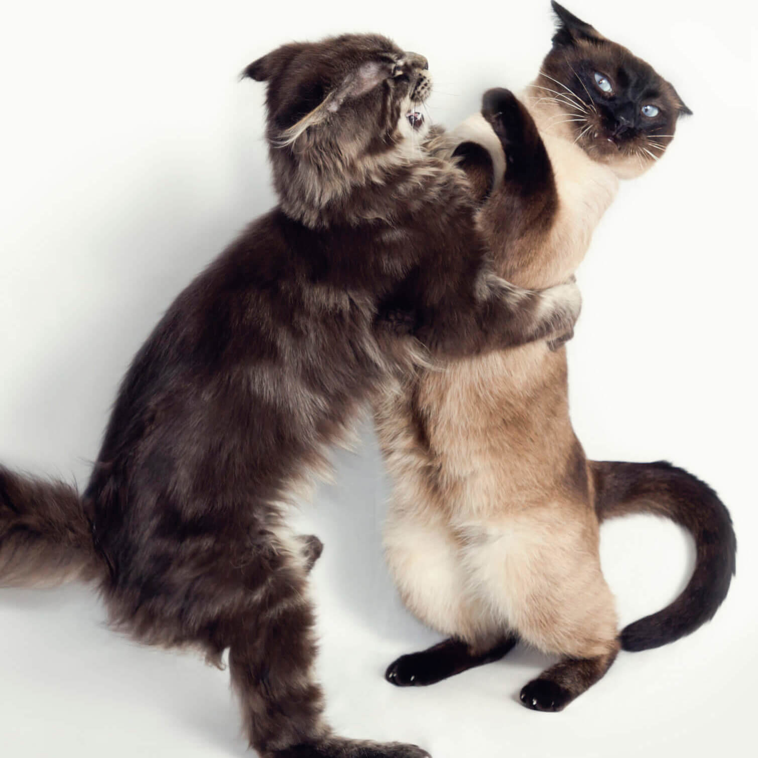 Puppies rescued by Michigan Humane Society.