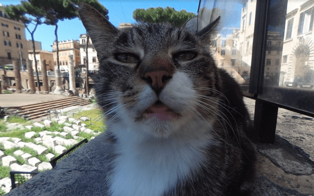 Puzzled Cat in Rome Ends Up on Google Street View