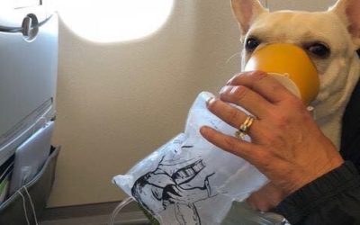 Attendants Save Dog’s Life During JetBlue Flight