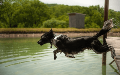 [Video] This Dog Loves Jumping Into Water