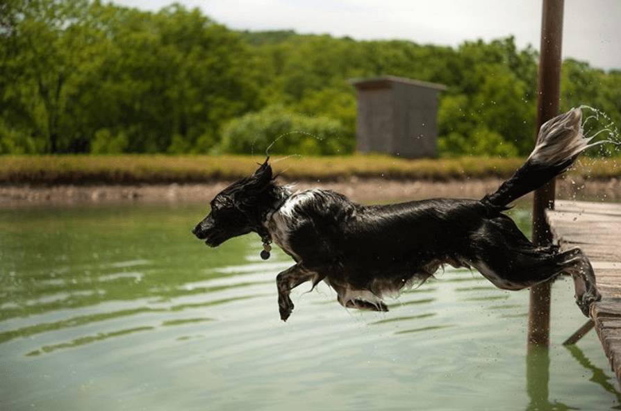 [Video] This Dog Loves Jumping Into Water
