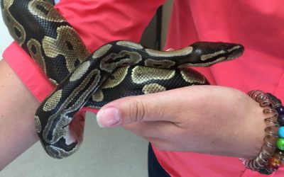 Python Found Outside Car Dealership in Ferndale