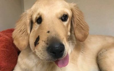 Dog Gets Face Bitten by Rattlesnake While Protecting Owner