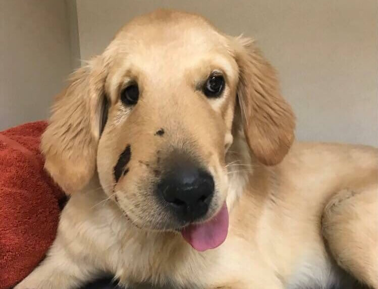 Dog Gets Face Bitten by Rattlesnake While Protecting Owner