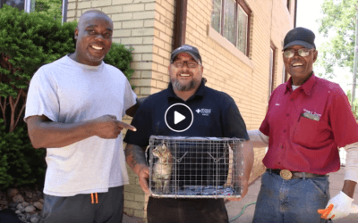 The Kibble: Recent Animal Rescue Embodies Spirit of Detroit