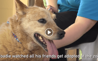 The Kibble: Thanks for Standing by Senior Dog Roadie