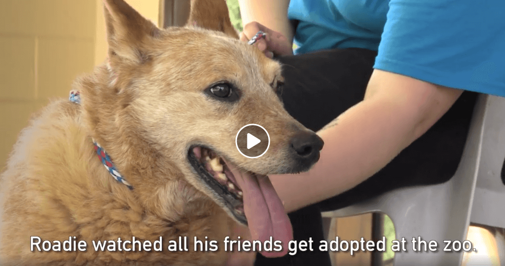 The Kibble: Thanks for Standing by Senior Dog Roadie