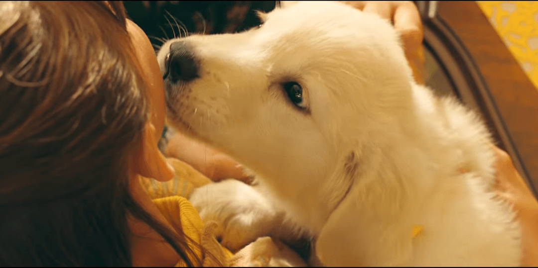 Watch a Girl and Her Dog’s Emotional Bond in Marshmello’s ‘Happier’ Video