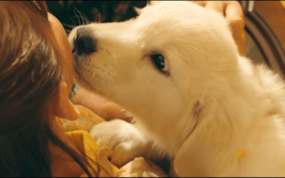 Watch a Girl and Her Dog’s Emotional Bond in Marshmello’s ‘Happier’ Video