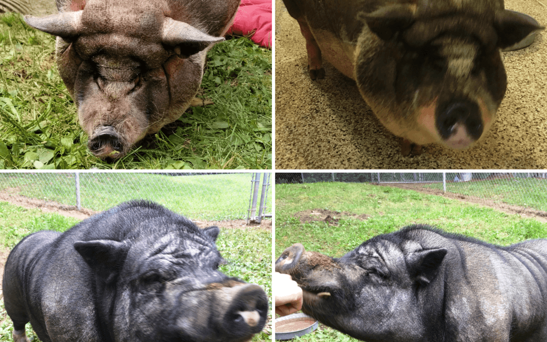 The Kibble: Hard-luck Hogs Seeking Sty Near You