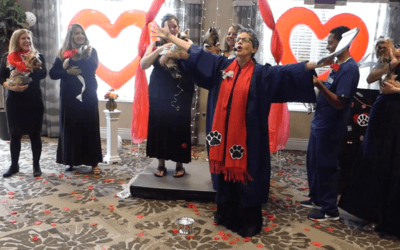 Dogs Walk the Aisle for Charity