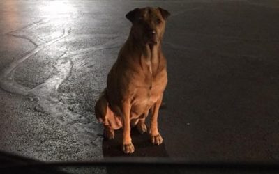 Dog Pretends to be Homeless to Get Free McDonald’s