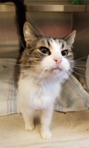 Grumpy Cat is available for adoption at the Michigan Humane Society.