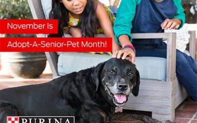 Adopt a Senior Pet in November