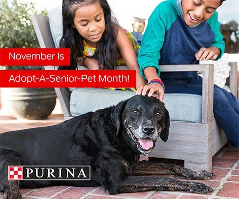 Adopt a Senior Pet in November