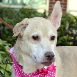 It's Adopt a Senior Pet Month at Michigan Humane Society