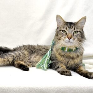 Erised is a cat available for adoption at the Michigan Humane Society.