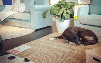 IKEA in Italy Lets Stray Dogs Stay in the Store