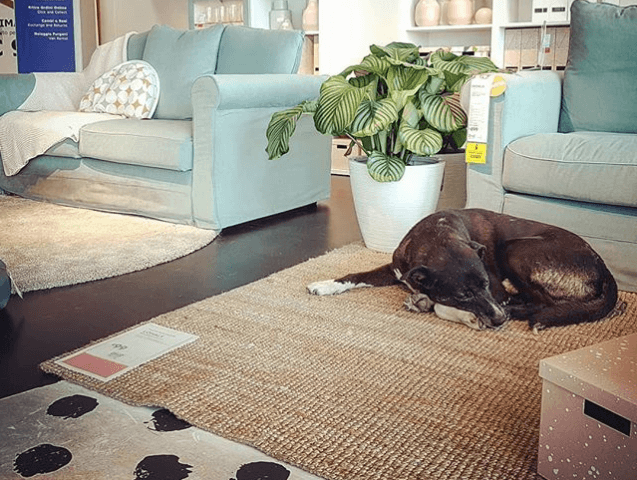 Dog sleeps at an IKEA store in Italy.