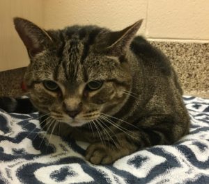 Suki is a senior pet available for adoption at the Michigan Humane Society.