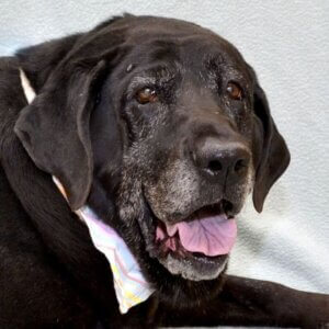 Montana is a senior pet available for adoption at the Michigan Humane Society.