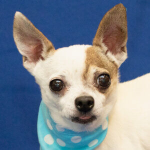 Adopt Rico during Adopt a Senior Pet Month at the Michigan Humane Society