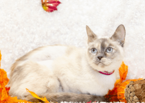 Snowfire is a cat up for adoption durin Adopt a Senior Pet Month.