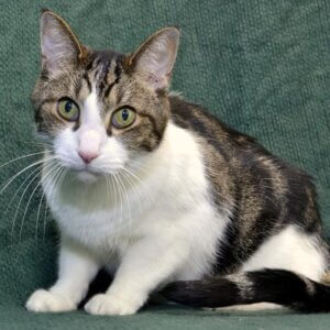 Adopt Tommy during Adopt a Senior Pet Month at the Michigan Humane Society