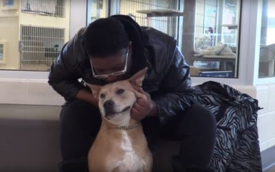 Puppy Cousin Reunites With Michigan Woman