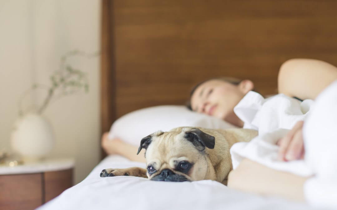Dogs Help Women Sleep Better Than Humans