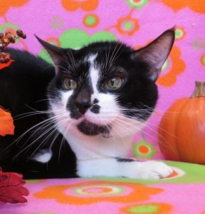 Adopt Eddie during Adopt a Senior Pet Month at the Michigan Humane Society