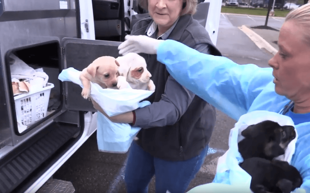The Kibble: Animals Saved From Hurricane’s Path