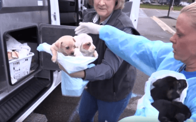 The Kibble: Animals Saved From Hurricane’s Path