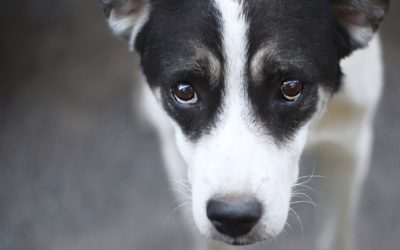 Winter Weather Tips to Keep Your Pets Safe