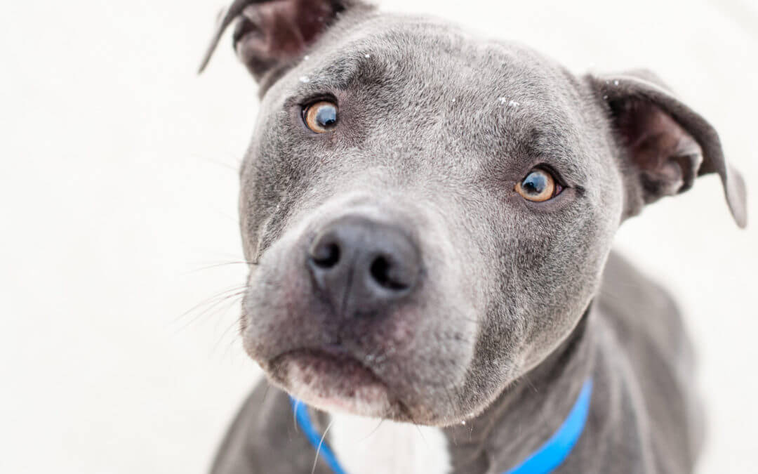 MHS Santa Paws Will Deliver a Dog or Cat to Your Door