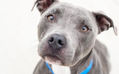 MHS Santa Paws Will Deliver a Dog or Cat to Your Door